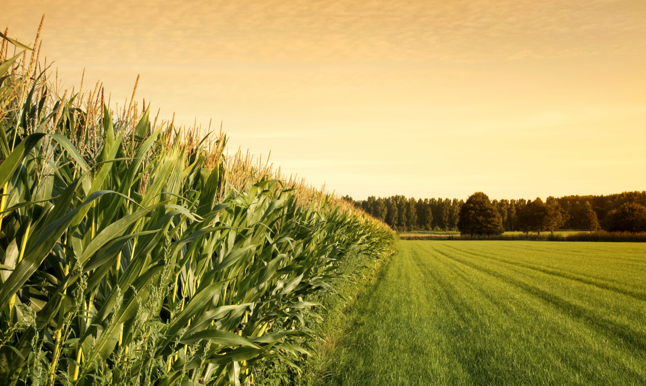 Cornfield,With,Farmland,At,Sunset.