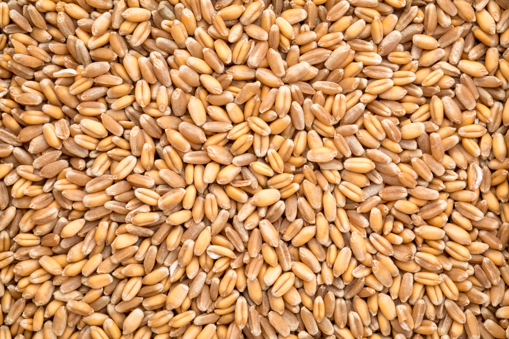 Background,Of,Hard,Red,Winter,Wheat,Grain
