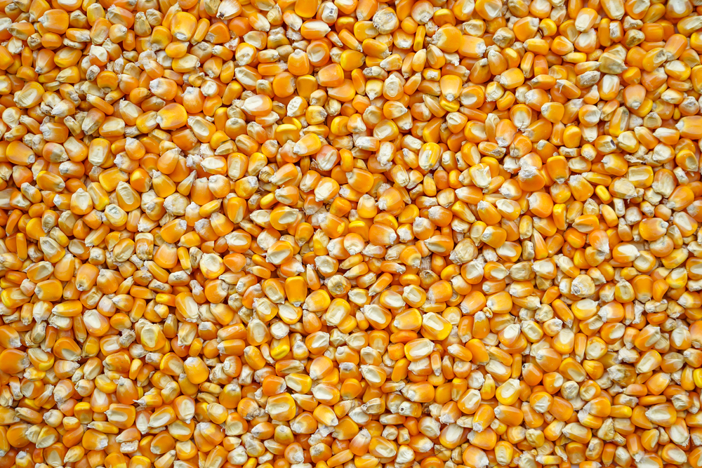 Close,Up,Of,Yellow,Corn,Seeds,Can,Be,Use,As